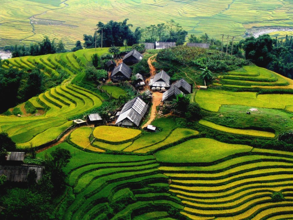 Sapa-Rice-field